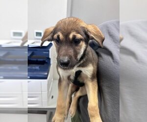 German Shepherd Dog-Unknown Mix Dogs for adoption in Pasadena, TX, USA
