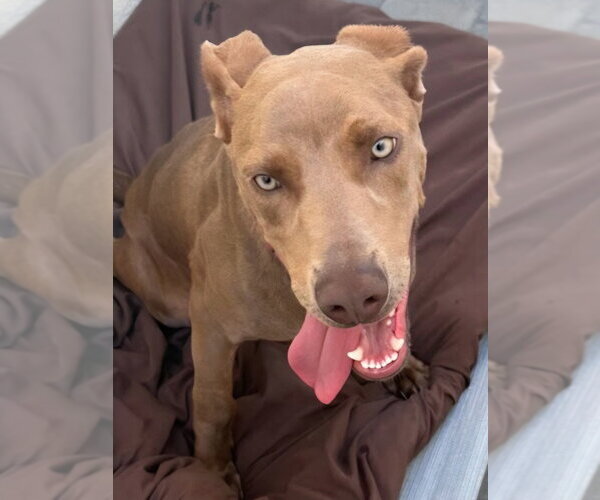 Medium Photo #7 American Staffordshire Terrier-Weimaraner Mix Puppy For Sale in Lake Forest, CA, USA