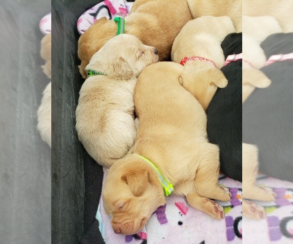 Medium Photo #8 Labrador Retriever Puppy For Sale in OLYMPIA, WA, USA