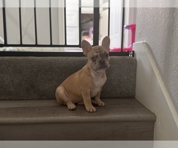 Medium Photo #5 French Bulldog Puppy For Sale in RANCHO CUCAMONGA, CA, USA