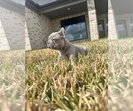 Puppy Rex French Bulldog