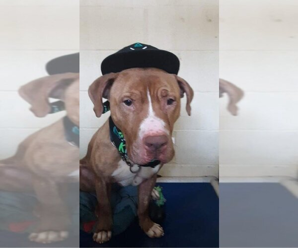 Medium Photo #4 American Pit Bull Terrier-American Staffordshire Terrier Mix Puppy For Sale in Richmond, IN, USA