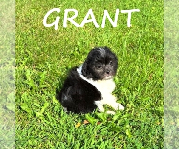 Medium Photo #3 ShihPoo Puppy For Sale in HARTLAND, MN, USA