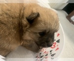 Small Photo #21 Pomeranian Puppy For Sale in BUSH, LA, USA