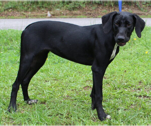 Medium Photo #1 Mutt Puppy For Sale in Prattville, AL, USA