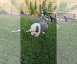 Small Photo #7 Boston Terrier Puppy For Sale in SAN FERNANDO, CA, USA