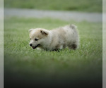 Small Photo #15 Pembroke Welsh Corgi Puppy For Sale in ELKTON, KY, USA