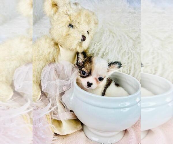 Medium Photo #6 Chihuahua Puppy For Sale in DACULA, GA, USA