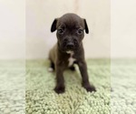 Small #1 American Staffordshire Terrier-Labrador Retriever Mix