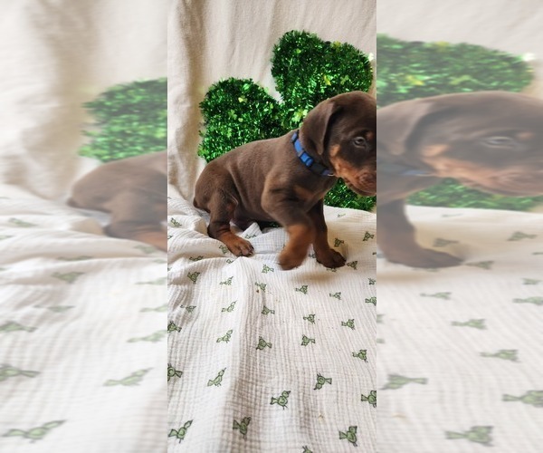 Medium Photo #4 Doberman Pinscher Puppy For Sale in RIVERSIDE, CA, USA