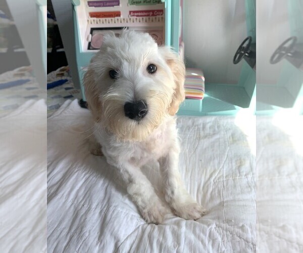 Medium Photo #4 Chonzer Puppy For Sale in MORENO VALLEY, CA, USA