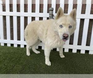 Siberian Husky Dogs for adoption in Modesto, CA, USA