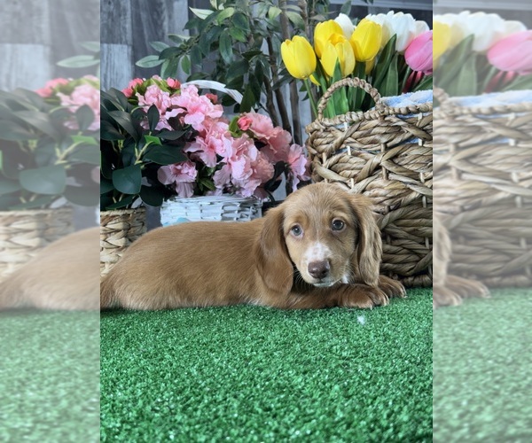 Medium Photo #3 Dachshund Puppy For Sale in CANOGA, NY, USA
