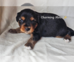 Small #1 Miniature Australian Shepherd