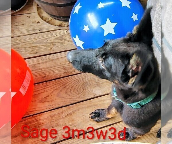 Medium Photo #2 German Shepherd Dog Puppy For Sale in WARRENTON, NC, USA