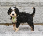 Small #3 Bernedoodle
