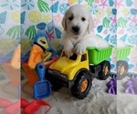 Small Photo #22 English Cream Golden Retriever Puppy For Sale in LONGVIEW, NC, USA
