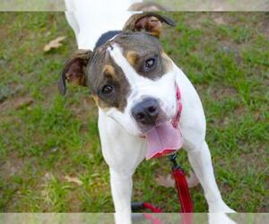 American Staffordshire Terrier-Boxer Mix Dogs for adoption in Tallahassee, FL, USA