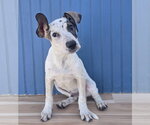 Small #3 Doberman Pinscher-Pointer Mix