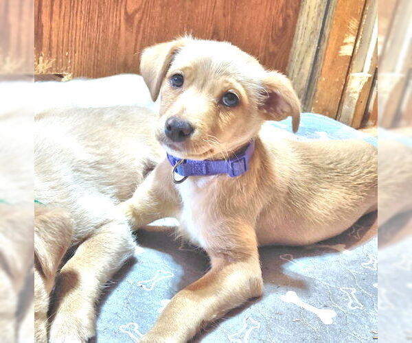 Medium Photo #1 Cheeks Puppy For Sale in Rutherfordton, NC, USA