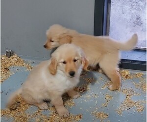 Golden Retriever Puppy for sale in VERMONTVILLE, MI, USA