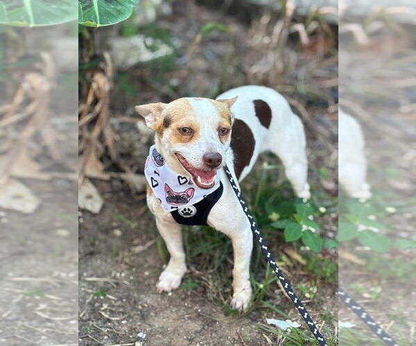 Medium Photo #2 Chihuahua-Unknown Mix Puppy For Sale in FRAMINGHAM, MA, USA