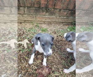 Italian Greyhound Puppy for sale in NESBIT, MS, USA