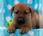 Small #3 Labrador Retriever Mix