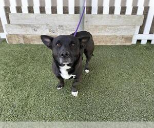 Cardigan Welsh Corgi-Unknown Mix Dogs for adoption in Modesto, CA, USA