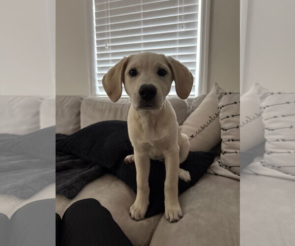 Medium Photo #2 Anatolian Pyrenees Puppy For Sale in Royal Palm Beach, FL, USA