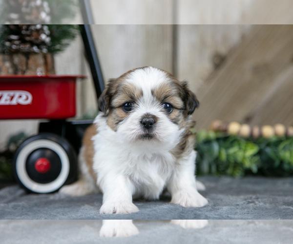 Medium Photo #3 Shih Tzu Puppy For Sale in GREENWICH, OH, USA