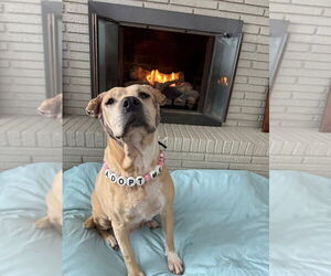Frieda - Female Mutt Dog for Adoption - Photo #5
