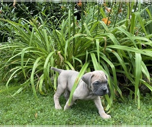 Cane Corso Puppy for sale in CHAGRIN FALLS, OH, USA