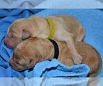 Small Photo #11 Golden Retriever Puppy For Sale in POULSBO, WA, USA