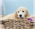Small Photo #3 Golden Retriever Puppy For Sale in CINCINNATI, OH, USA