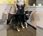 Small Border-Aussie