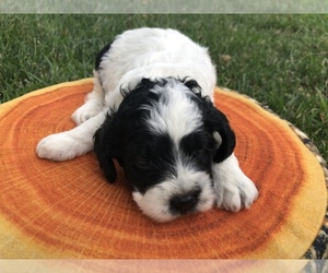 Cocker Spaniel-Poodle (Miniature) Mix Puppy for sale in HOLDEN, MO, USA