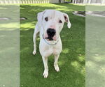 Small #1 Dogo Argentino