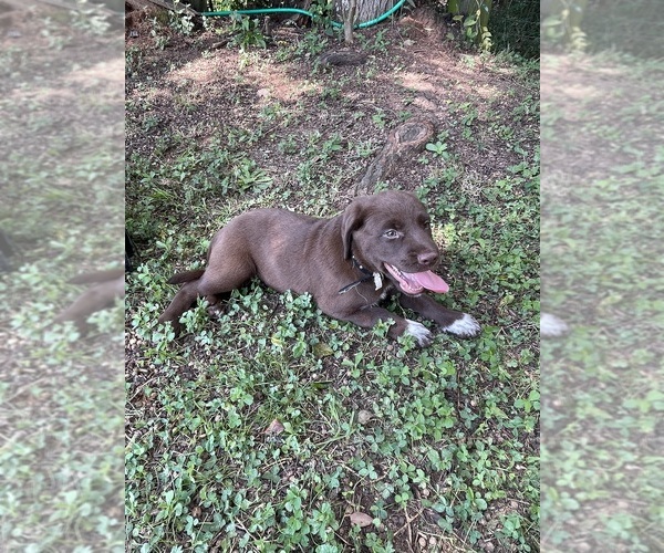 Medium Photo #4 Lab-Pointer Puppy For Sale in PELZER, SC, USA
