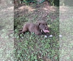 Small #3 Lab-Pointer