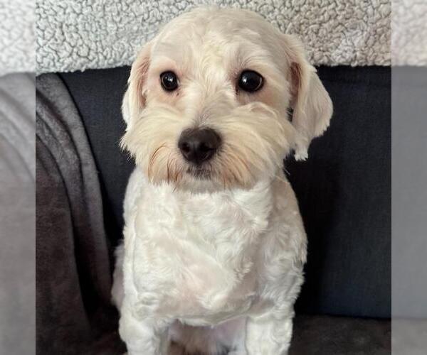 Medium Photo #3 Maltipoo (Miniature) Puppy For Sale in San Diego, CA, USA