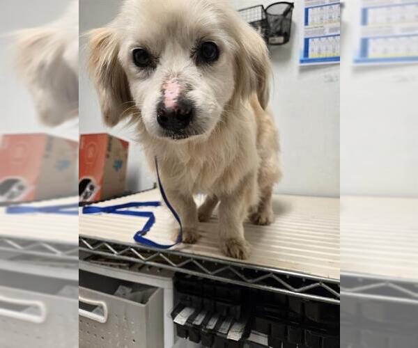 Medium Photo #1 Cocker Spaniel Puppy For Sale in Bakersfield, CA, USA