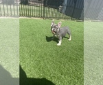 Puppy 1 French Bulldog