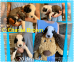 Small Photo #5 Sheepadoodle Puppy For Sale in GILBERT, AZ, USA