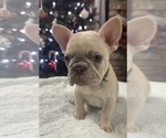 Small Photo #4 French Bulldog Puppy For Sale in WEATHERFORD, TX, USA