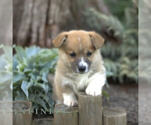 Pembroke Welsh Corgi Puppy for sale in BLAIN, PA, USA