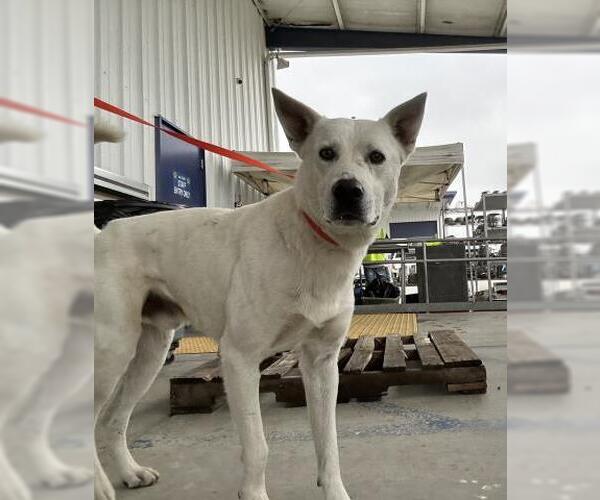 Medium Photo #1 German Shepherd Dog Puppy For Sale in Bakersfield, CA, USA