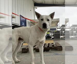 German Shepherd Dog Dogs for adoption in Bakersfield, CA, USA