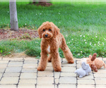 Small #3 Cavapoo (Miniature)