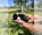 Small Photo #13 Boston Terrier Puppy For Sale in COTTONWOOD, CA, USA